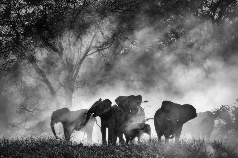 Ghost Elephants: Elephants emerge from mist in black and white, creating an ethereal, ghost-like scene.