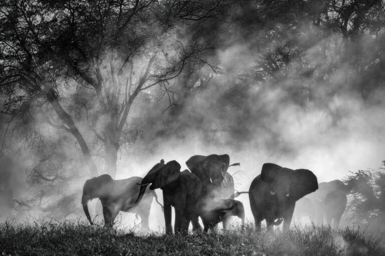 Ghost Elephants: Elephants emerge from mist in black and white, creating an ethereal, ghost-like scene.