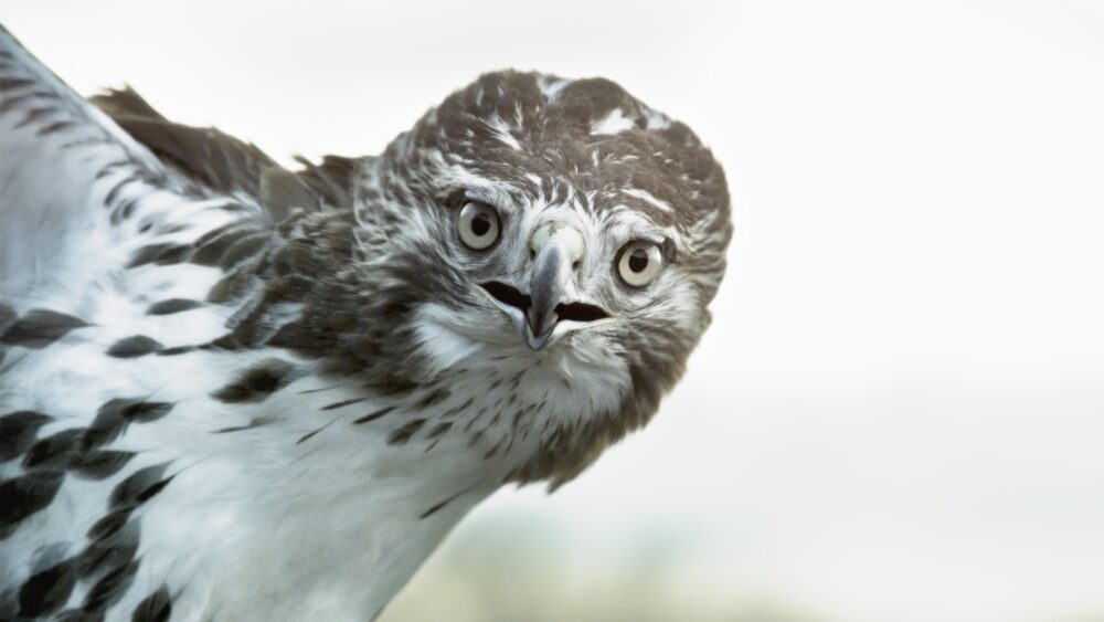 Close-up of a short-toed snake eagle with piercing gaze, brown and white plumage.